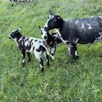 Bonte schapen met lammeren!, Dieren en Toebehoren, Vrouwelijk, Schaap