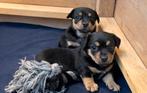 Pups : Black an tan (Jack Russel ), Overige rassen, 8 tot 15 weken, Parvo, Meerdere