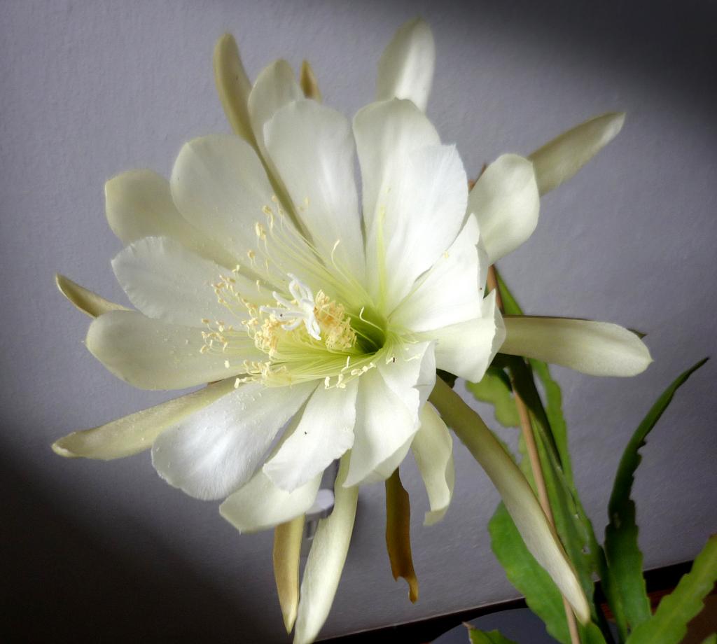 cactus - Epiphyllum (creme)wit, Verzenden, Cactus, Volle zon, Minder dan 100 cm