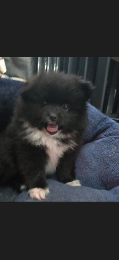 1 teefje  100% pomeriaan 8 weken oud 18 april, Dieren en Toebehoren, Parvo, Overige rassen, 8 tot 15 weken, Meerdere