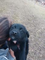 pupje Balou zoekt een lief baasje, Dieren en Toebehoren, Honden | Niet-rashonden, Particulier, Reu, 8 tot 15 weken, Buitenland