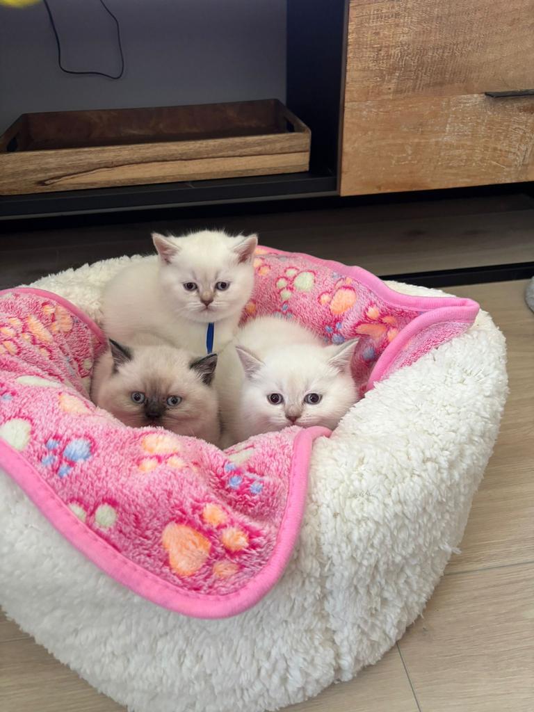 Brits korthaar kittens ( 2 nesten), Dieren en Toebehoren, Meerdere dieren, Ontwormd