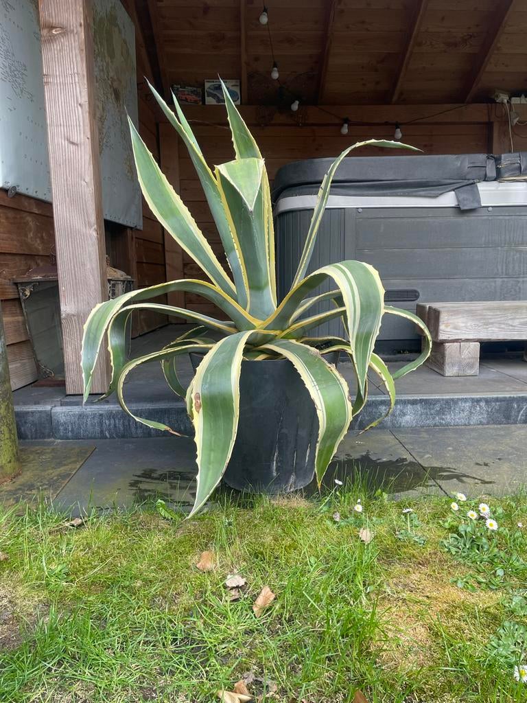 Agave, Tuin en Terras, Ophalen of Verzenden, Bloeit niet, Overige soorten, Volle zon