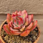 Echeveria Parrot, Verzenden, Vetplant, Halfschaduw, Minder dan 100 cm