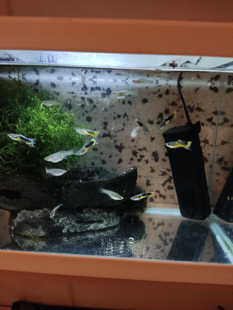 Mooie gezonde endler guppen, Dieren en Toebehoren, Vis