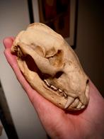 Dassen schedel met natuurlijke patina uit Frankrijk, Ophalen of Verzenden, Gebruikt, Wild dier, Schedel