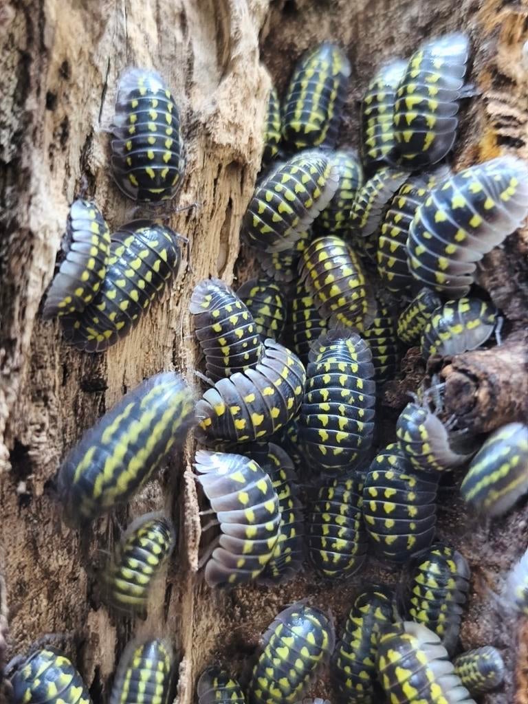 Armadillidium Gestroi, Dieren en Toebehoren, Insecten en Spinnen, Overige soorten