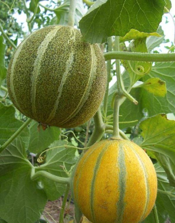 Meloenen uit eigen kas! Ha’on planten., Tuin en Terras, Planten | Tuinplanten, Eenjarig, Groenteplanten, Volle zon, Zomer, Ophalen