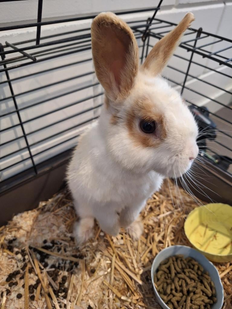 Konijnen, Dieren en Toebehoren, Konijnen, Meerdere dieren, Middelgroot, 0 tot 2 jaar