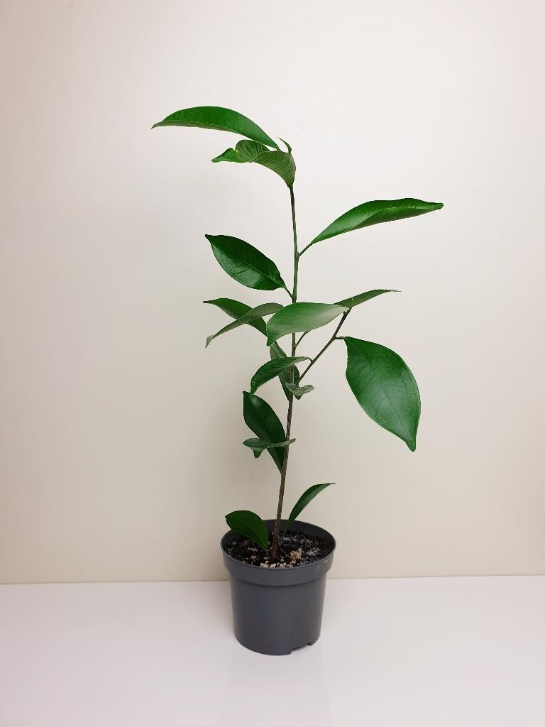 Ginseng Ficus, baby kamerplantje, Huis en Inrichting, Ficus, Ophalen of Verzenden, In pot, Minder dan 100 cm