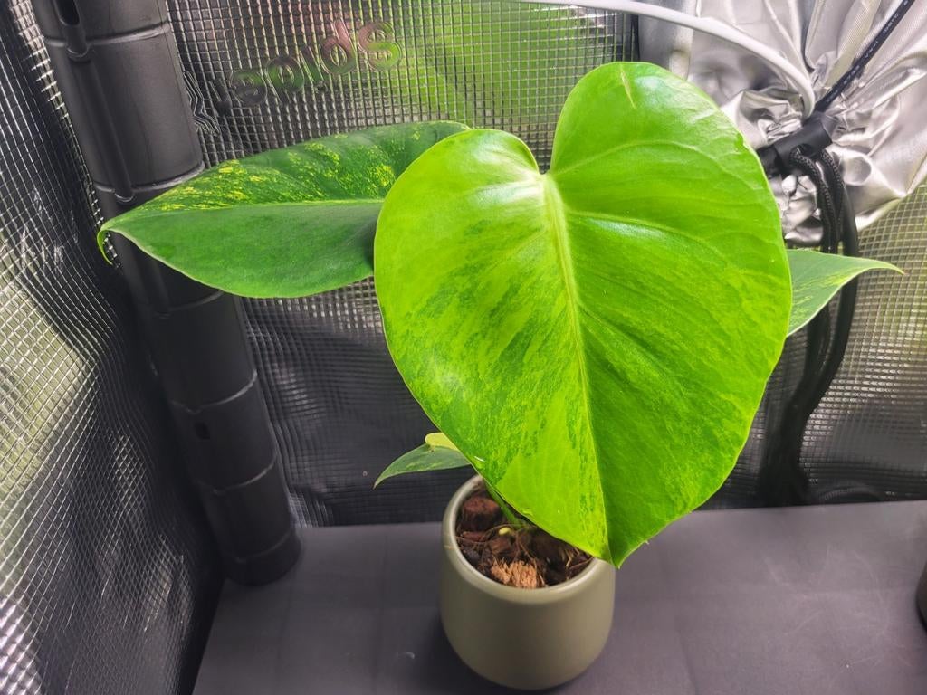 Monstera Aurea, Huis en Inrichting, Kamerplanten, Overige soorten, In pot, Minder dan 100 cm, Groene kamerplant