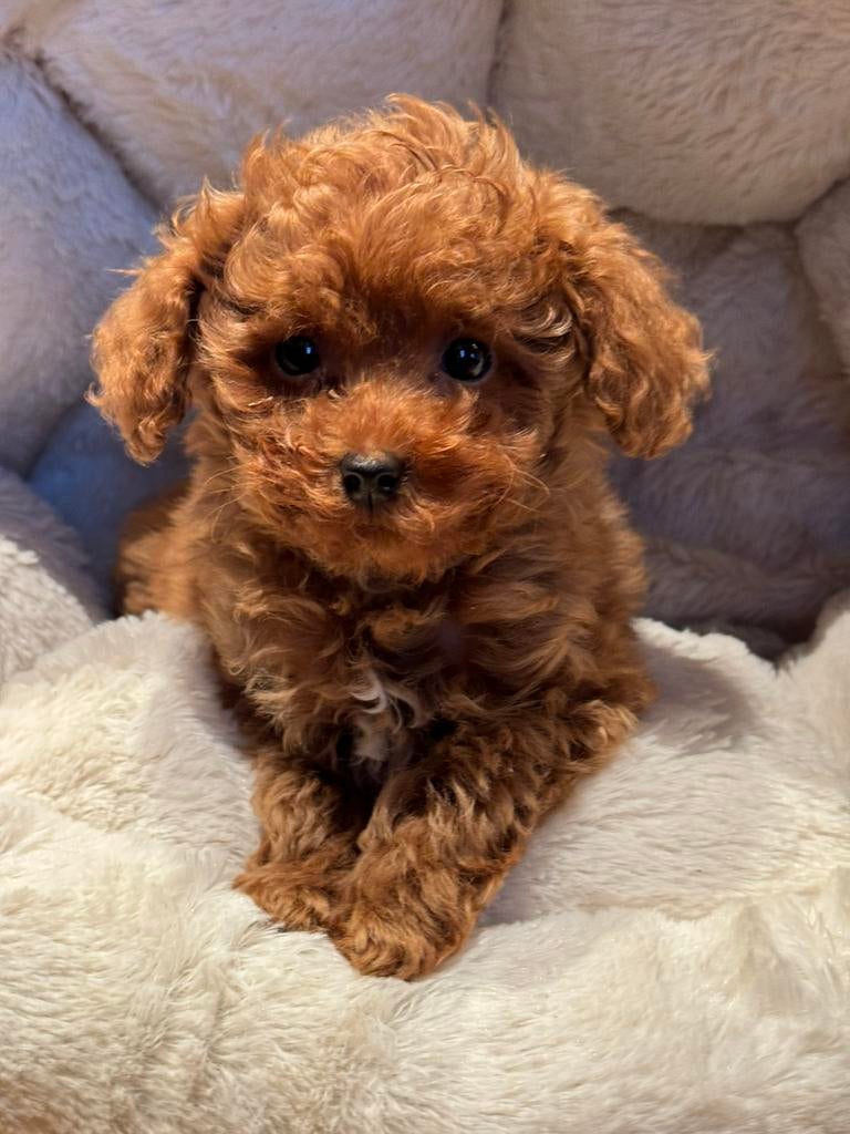 Klein type Maltipoo pups. Meerdere kleuren