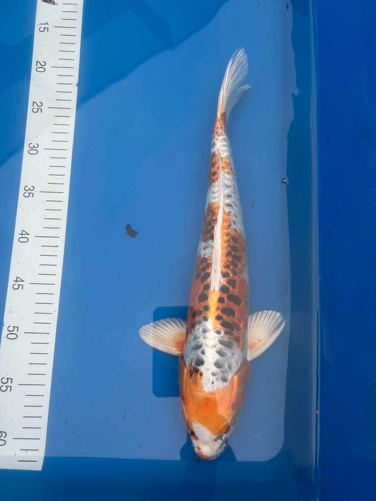 Doitsu kujaku 39cm, Karper of Koi