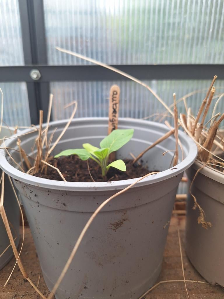 Aubergine Patio Baby F1 plantje, Ophalen, Eenjarig, Groenteplanten, Volle zon