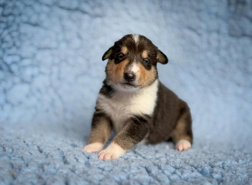 Te koop schotse collie /schotse herdershond korthaar pup, 8 tot 15 weken, Teef, Parvo, Eén hond