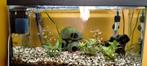 60L aquarium, Dieren en Toebehoren, Ophalen of Verzenden, Gevuld zoetwateraquarium