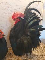 Toom zwarte chabo's, Dieren en Toebehoren, Pluimvee, Meerdere dieren, Kip