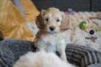 Medium kruising labradoodle pups., Nederland, Parvo, Overige rassen, 8 tot 15 weken