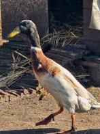 GERESERVEERD! Indische loopeenden, Dieren en Toebehoren, Pluimvee, Meerdere dieren, Eend