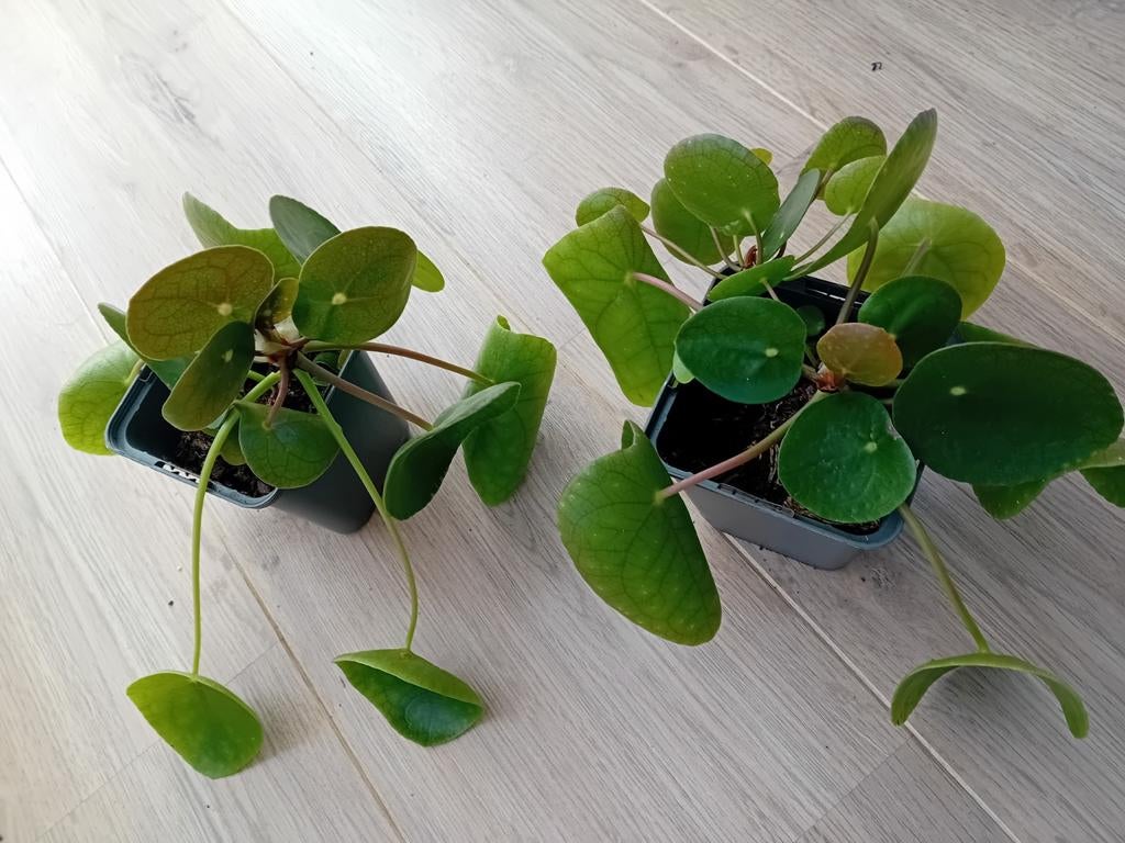 Pannenkoeksplant 2x, Huis en Inrichting, Kamerplanten, Ophalen of Verzenden, Halfschaduw, Minder dan 100 cm