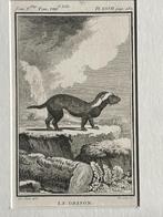 Marter - ets - Le grison - Marter / Buffon 1770, Antiek en Kunst, Ophalen of Verzenden