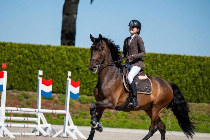 Stoere 9 jarige ruin, PRE Paard, Dieren en Toebehoren, Paarden, Ruin, 160 tot 165 cm, 7 tot 10 jaar, Dressuurpaard, Met stamboom