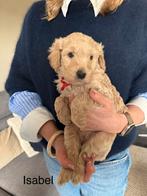 Labradoodle pups medium, Dieren en Toebehoren, Meerdere, Meerdere dieren, Middel, Nederland