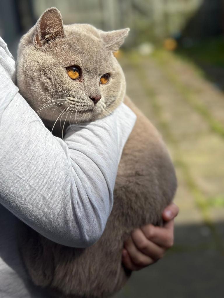 Britse korthaar kitten, Dieren en Toebehoren, Kater, Ontwormd, 0 tot 2 jaar