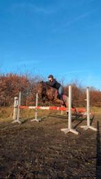 C pony, merrie bomproof