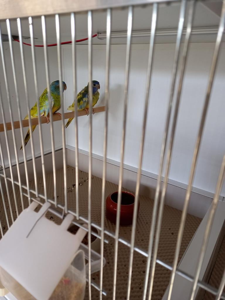 Splendid parkieten, Dieren en Toebehoren, Meerdere dieren