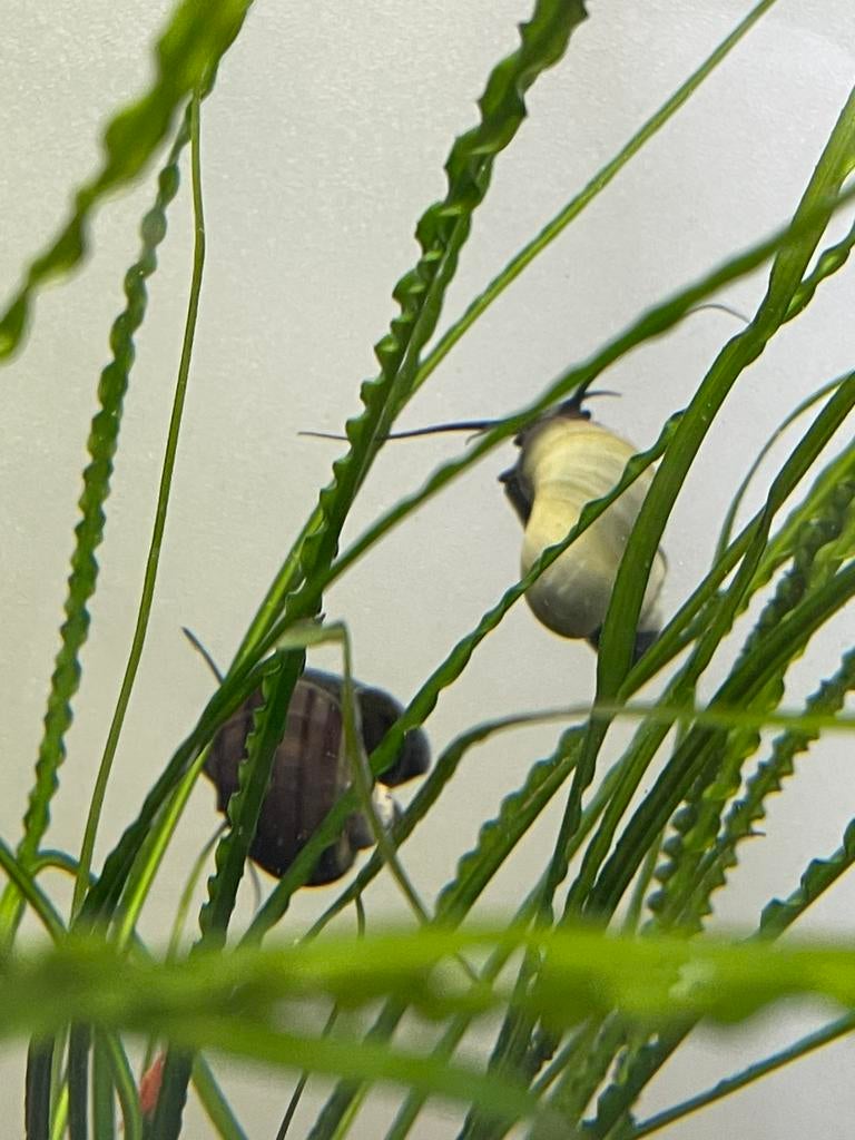 Appelslakken paars en blauw, Vis