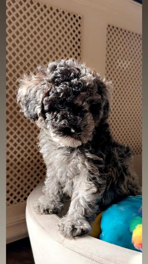 Toypoedel , Reutjes !! Zeer knap !! Mogen verhuizen, Dieren en Toebehoren, Honden | Chihuahua's en Gezelschapshonden, Reu, Poedel