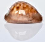 Schelpen: Cypraea venusta episema f. sorrentensis 57mm, Ophalen of Verzenden, Schelp(en)