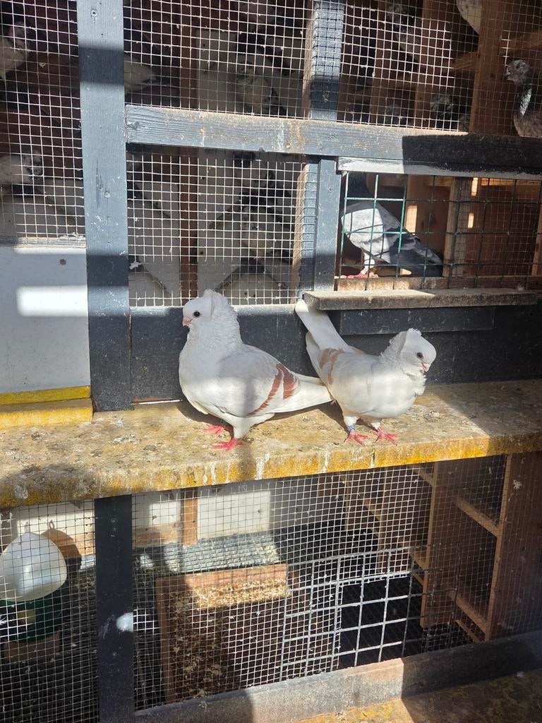 Koppellcess 30€, Mannelijk