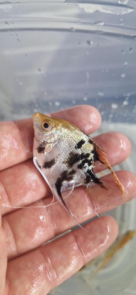 Jonge Koi maanvissen, Dieren en Toebehoren, Vissen | Aquariumvissen, Vis