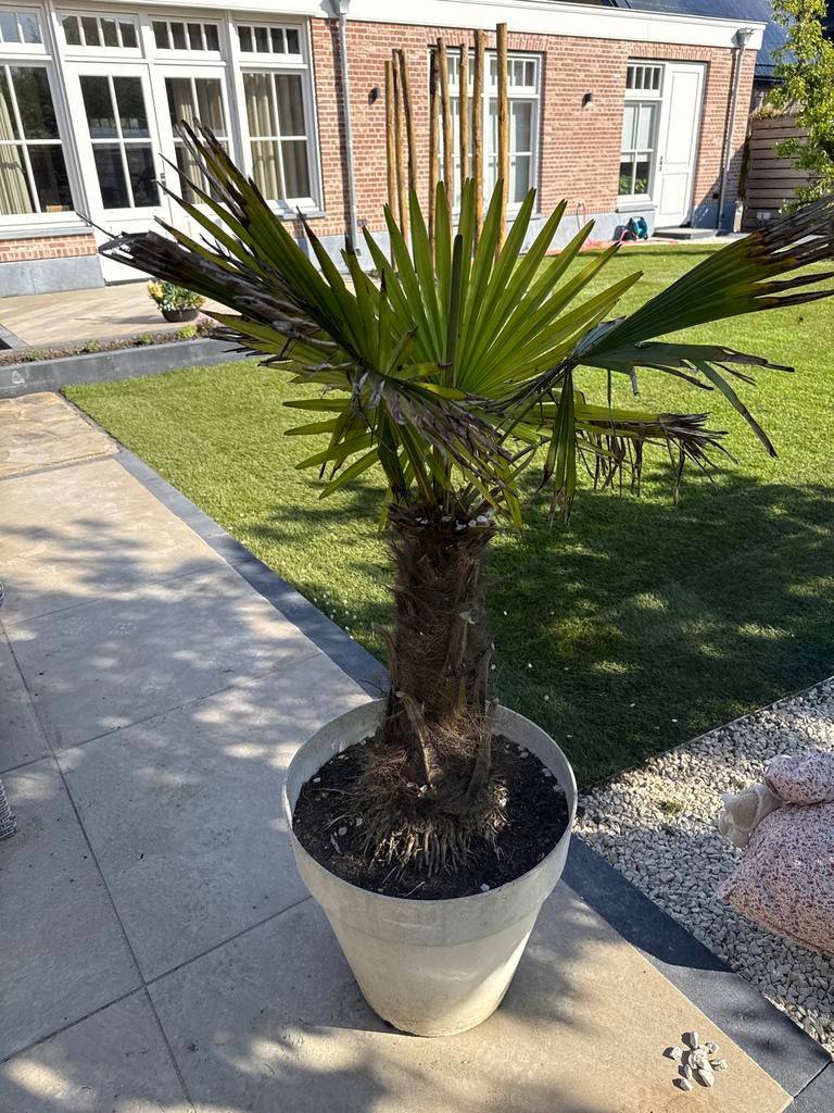 Mooie Palmboom in pot, Tuin en Terras, Volle zon, Vaste plant, Bloeit niet, Ophalen