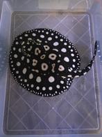 Potamotrygon Black Diamond  (4st), Vis