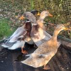 Fantastische koppels Saksen eenden Saksische eenden eend, Meerdere dieren, Eend