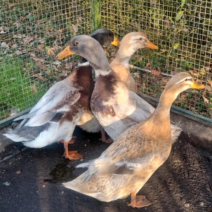 Fantastische koppels Saksen eenden Saksische eenden eend, Dieren en Toebehoren, Pluimvee, Eend, Meerdere dieren