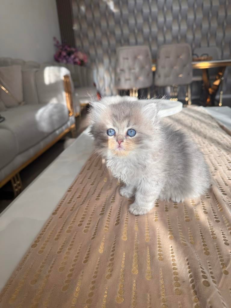 Eindhoven, Dieren en Toebehoren, Katten en Kittens | Overige Katten, Kater