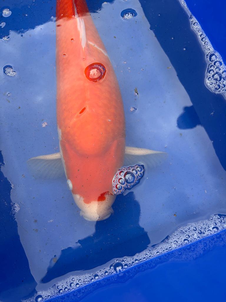 Mooie Kohaku!!, Karper of Koi
