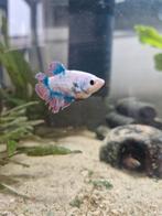 3 betta vrouwen, Vis