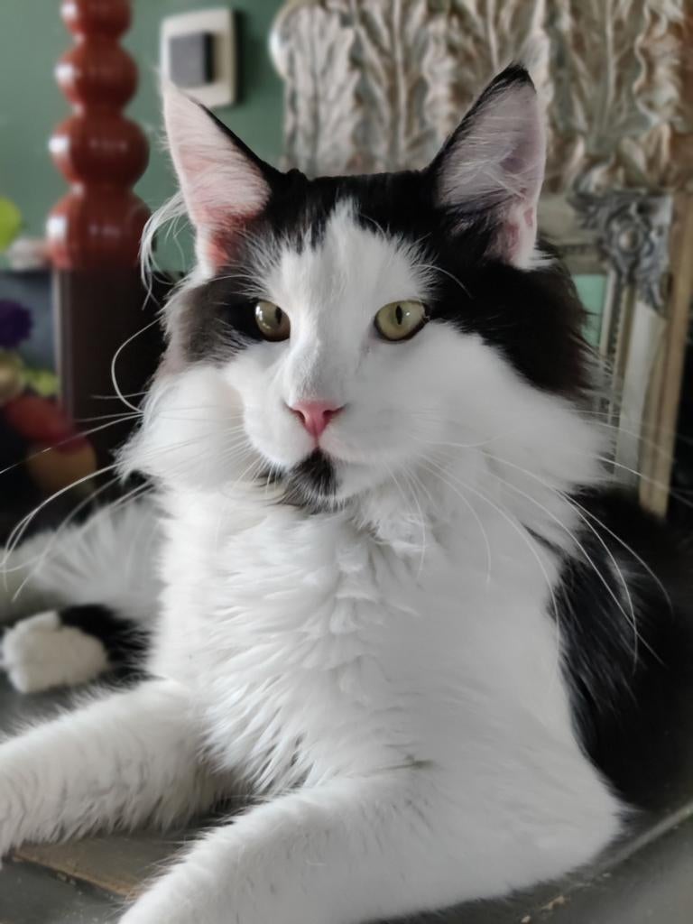 3 prachtige Maine Coon kittens beschikbaar, Dieren en Toebehoren, Katten en Kittens | Raskatten | Langhaar, Meerdere dieren, Ontwormd