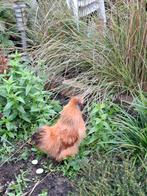 Zeidehoen haan, Mannelijk, Kip