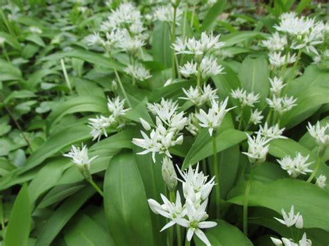 Daslook, Ophalen, Vaste plant, Overige soorten, Halfschaduw