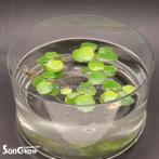 Verschillende drijfplanten, Ophalen of Verzenden, Nieuw, Plant(en), Steen of Hout