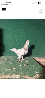 Duiven, Meerdere dieren, Overige soorten