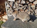 Vlaamse Reus, man van 4 maanden, Dieren en Toebehoren, Konijnen, Mannelijk, Groot