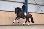 Super brave 4 jarige merrie met potentie!, Dieren en Toebehoren, Paarden, Merrie, Dressuurpaard, 3 tot 6 jaar, 165 tot 170 cm