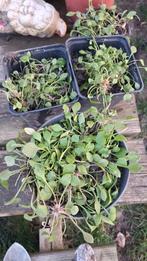 Winterpostelein moestuin tuinplanten, Ophalen, Groenteplanten, Volle zon